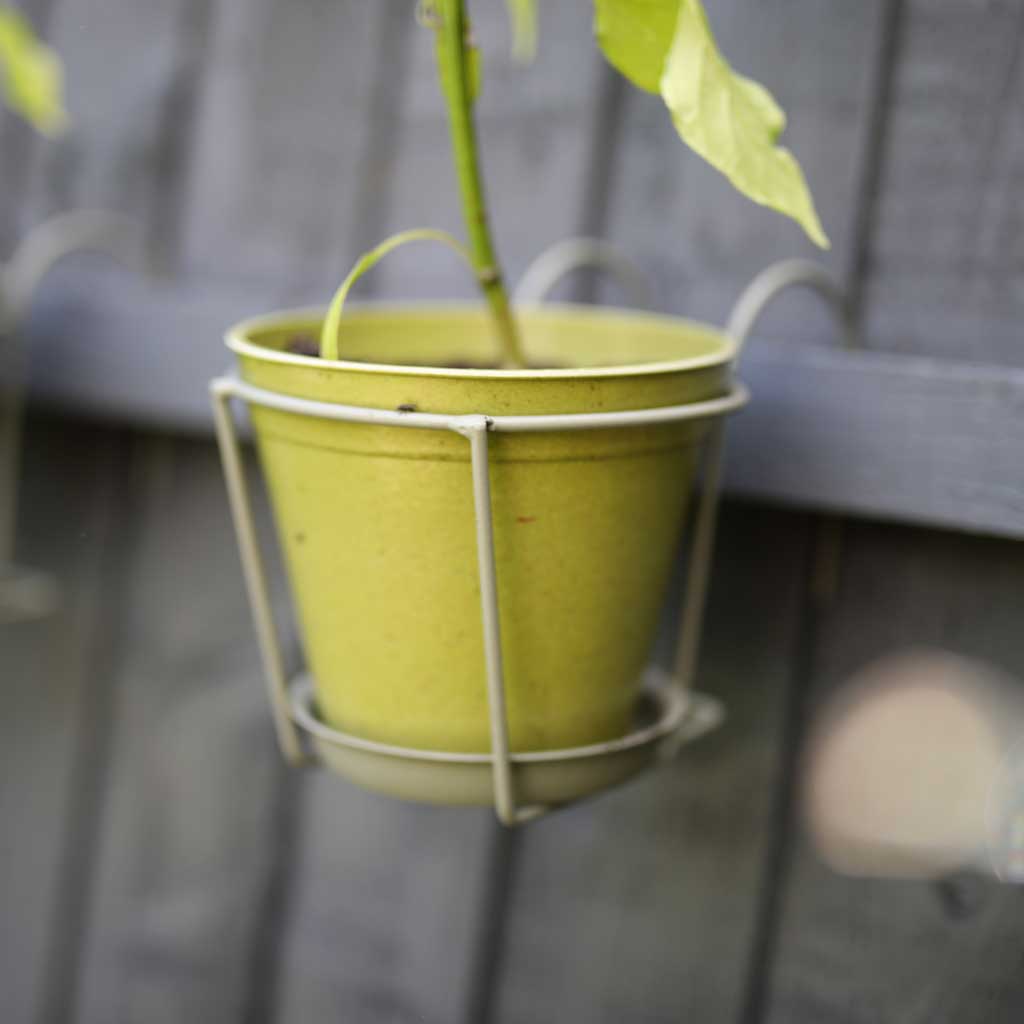 yellow pot plant holder Elegance Sage Green Pot Holder | Hook-On | Steel Plant Holder | (H)6 in