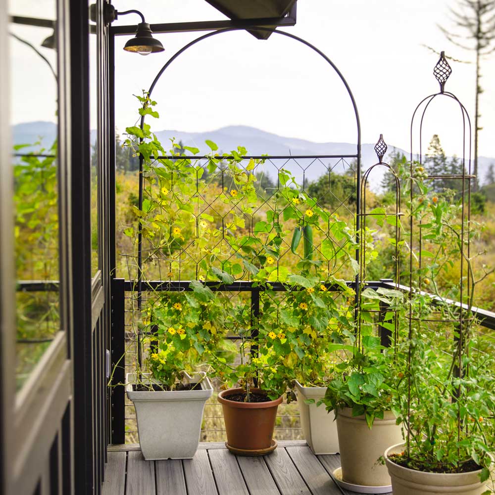 potted plant screen Round Garden Screen | Galvanized Steel | Matte Black | (W)3 ft 11 in × (H)6 ft 2 in