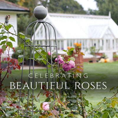 Celebrating Beautiful Roses