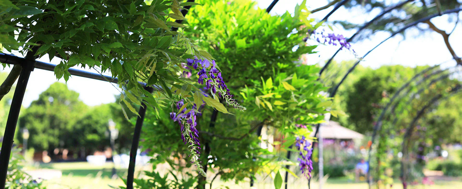 How to Grow Vertical Vines | Agriframes USA