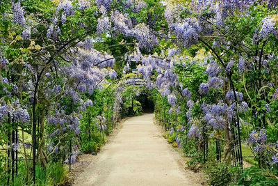 Fast Growing Vines with Flowers: How to Create a Garden Full of Color, Height & Impact
