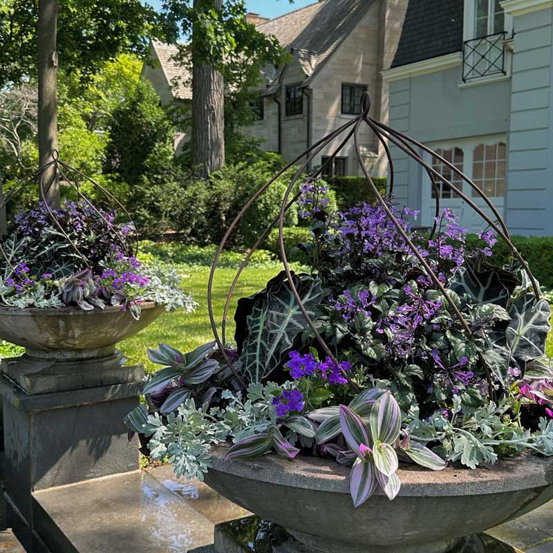 purple flowerdisplay in planters