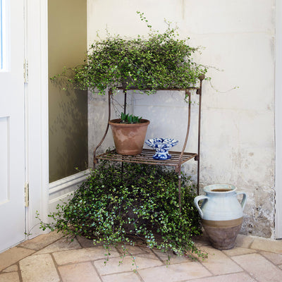 Elegance narrow tiered plant stand in a rustic finish