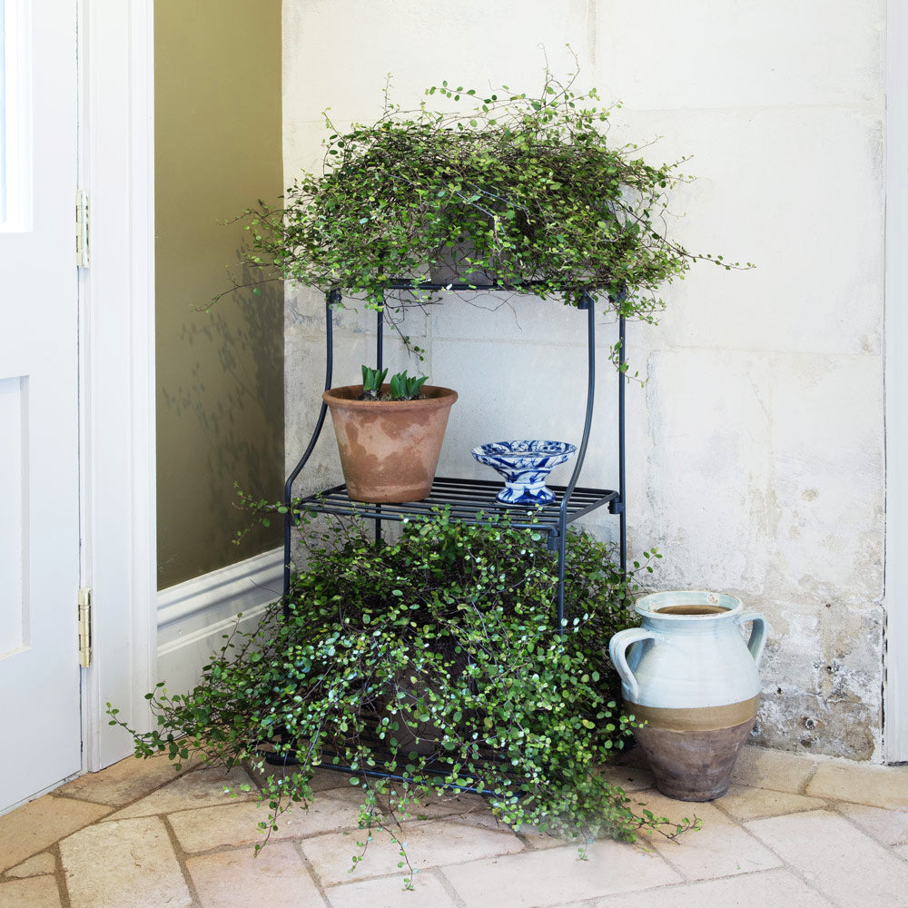succulent stand outdoor Elegance Narrow Tiered Plant Stand | 3-Shelf | Sage Green | Steel | English Garden Style | (H)28.8" × (W)14.4" × (D)16.8"