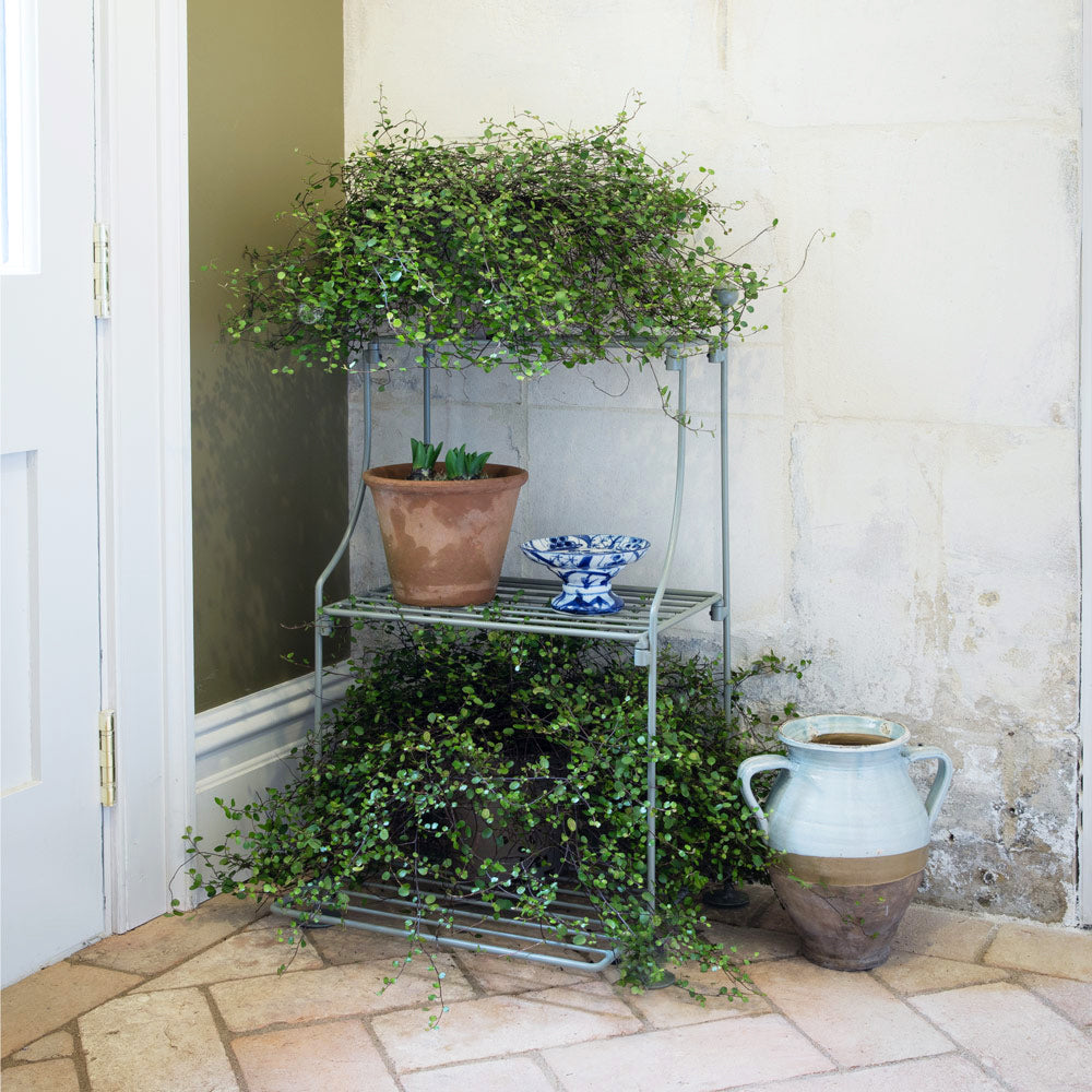 garden plant rack Elegance Narrow Tiered Plant Stand | 3-Shelf | Sage Green | Steel | English Garden Style | (H)28.8" × (W)14.4" × (D)16.8"