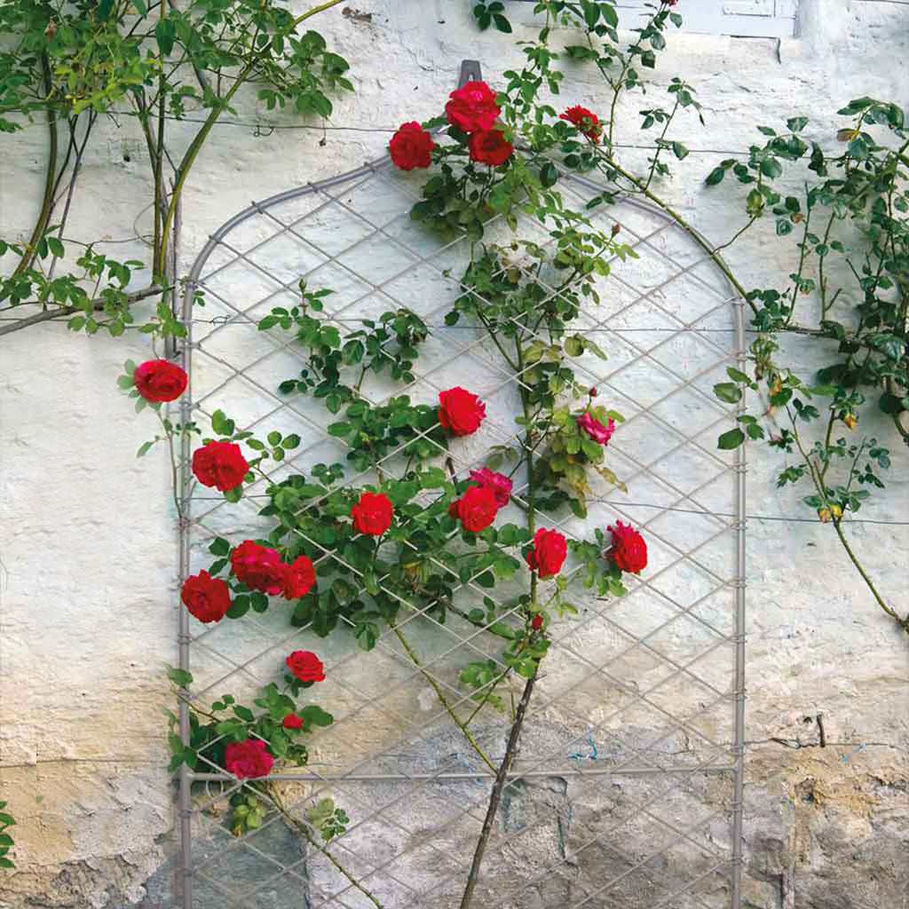 metal wall trellis with roses
