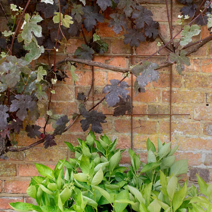 Square Trellis