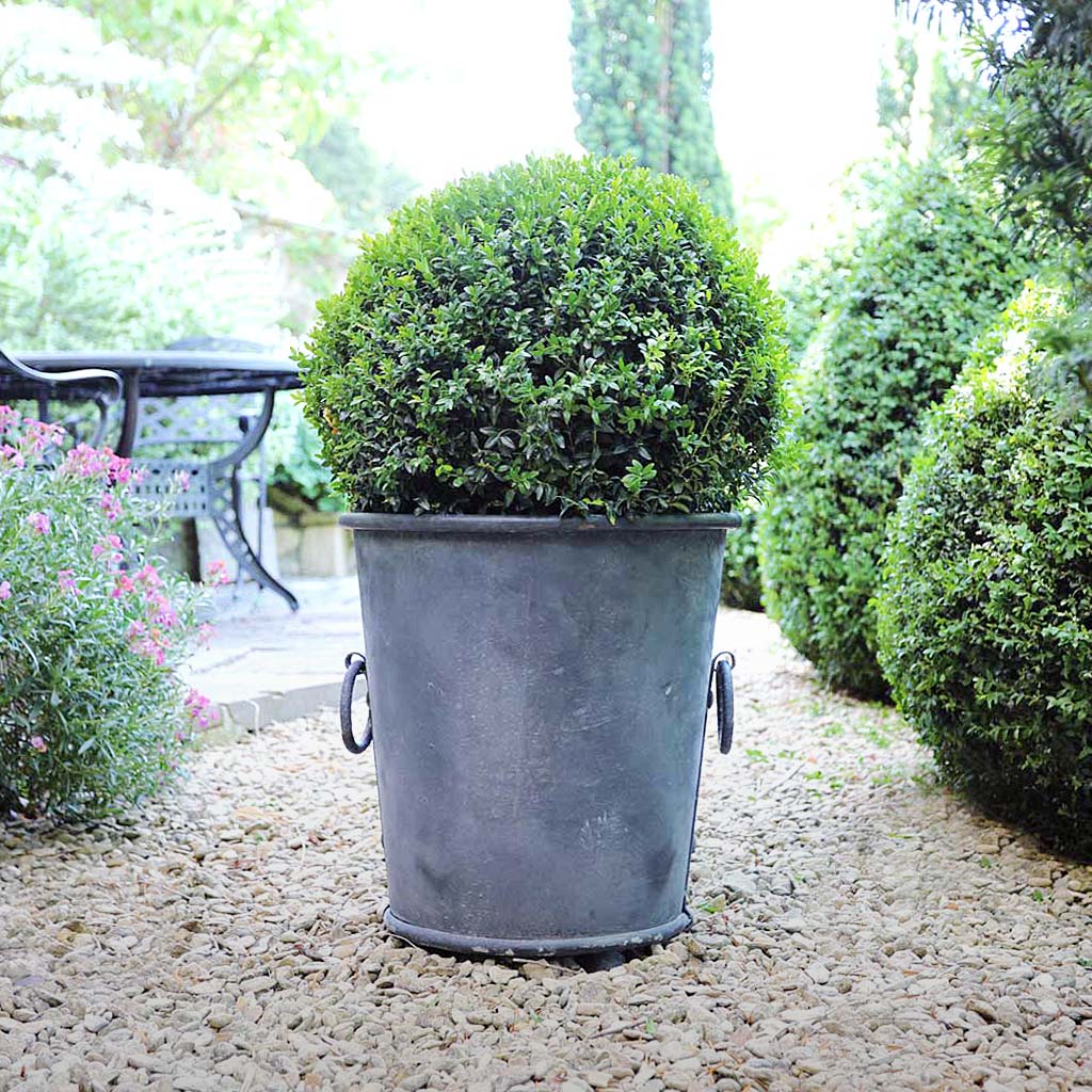 Potted plant in a zinc planter on a garden path with trees and flowers in the background