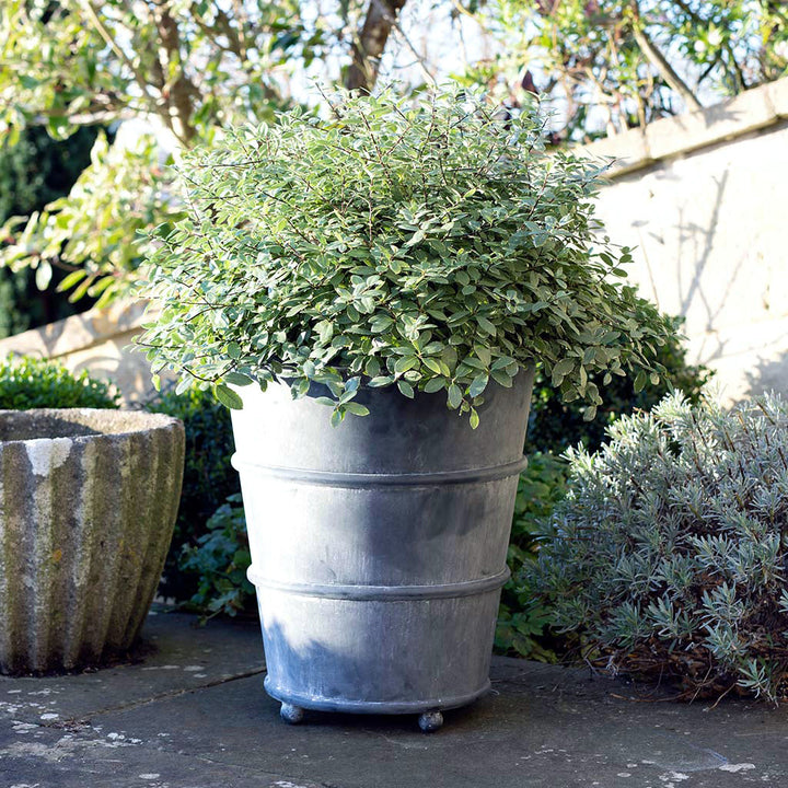Round Aged Zinc Metal Planter | English Design | 17