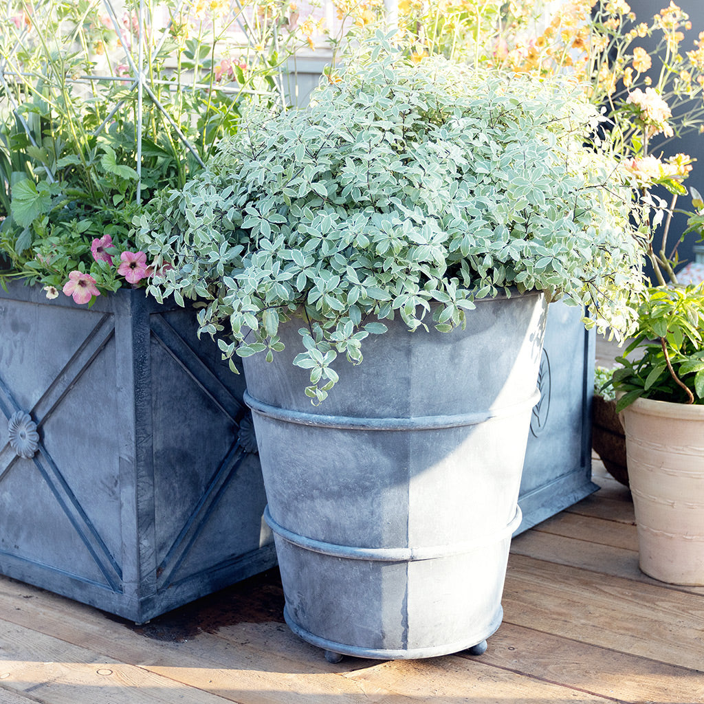 chrome planter pots Classic Hooped Zinc Metal Planter