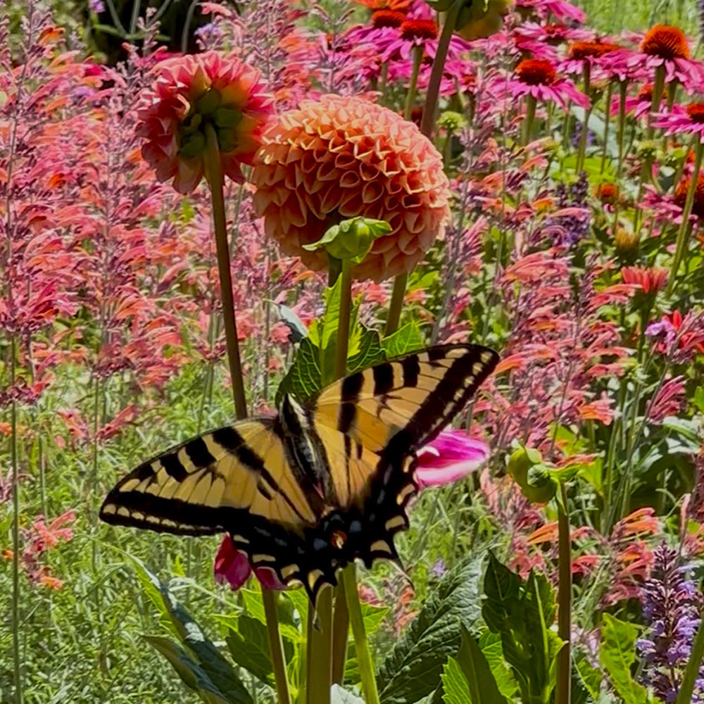 colourful garden with butterfly on the flower