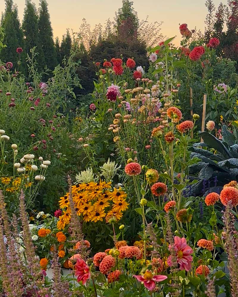colourful flowers of different heights and colours