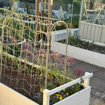 Elegance Pea & Bean Hoops