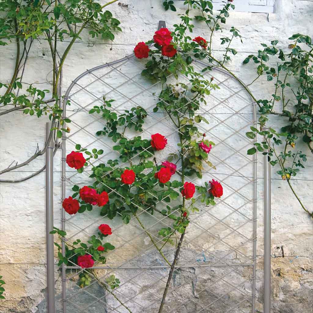 Elegance trellis gothic with roses 