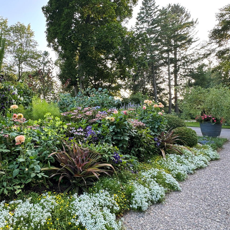 Garden with a variety of flowers and plants along a paved path, surrounded by trees.