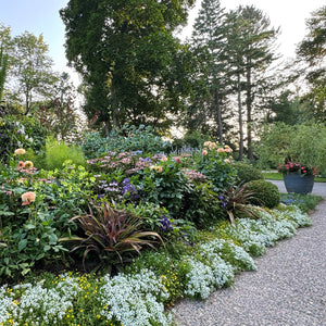 Garden with a variety of flowers and plants along a paved path, surrounded by trees.