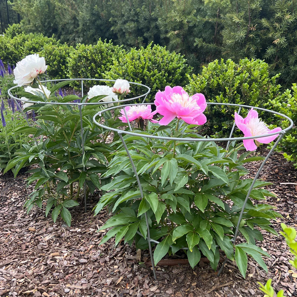 Pink and white flowers in metal cages with green foliage and mulch in the background