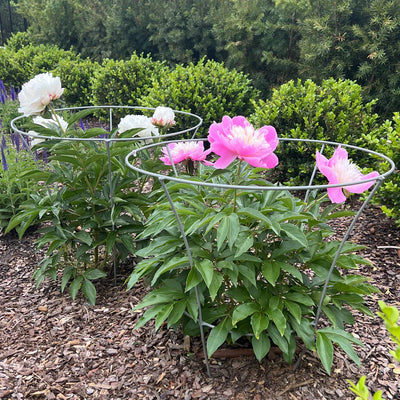Fluted Peony Support