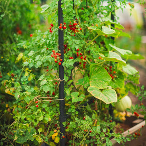 red berries growing on plant on latice
