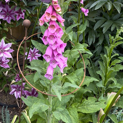 Hooped Plant Support