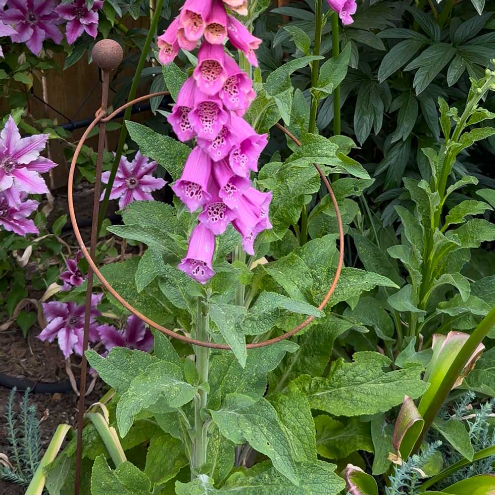 a foxglove plant growing through a hooped plant support