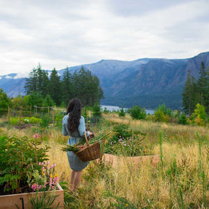woman with wicker basket collecting plants with the mountain in the background.