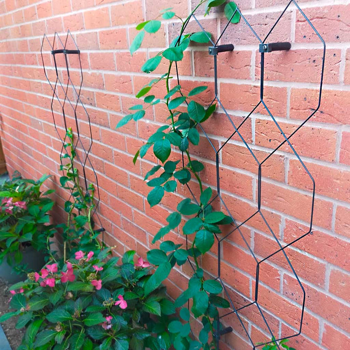 wall plant trellis Lattice Wall Trellis