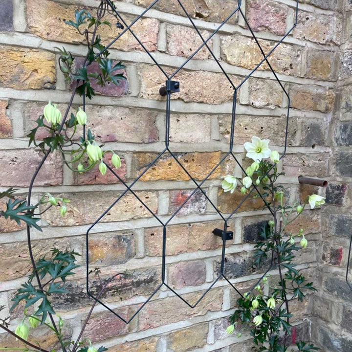 plant lattice indoor Wall Trellis | Garden Trellis