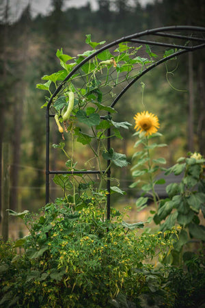 climbing plants on a metal garden arch