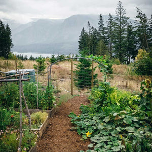 metal garden arch in garden in front of a mountain