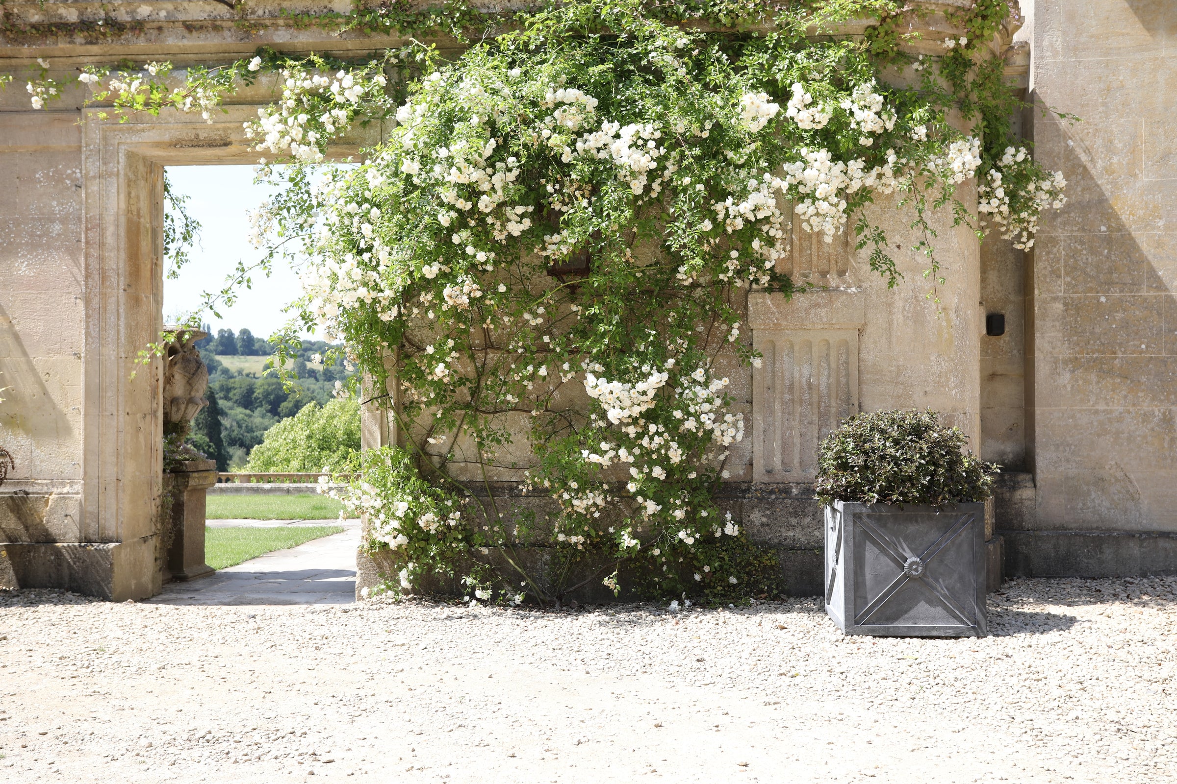 Wide shot of the Agriframes Regency Zinc Planter in a large courtyard with a gravel path. Next to the planter is a large climbing plant with white flowers.