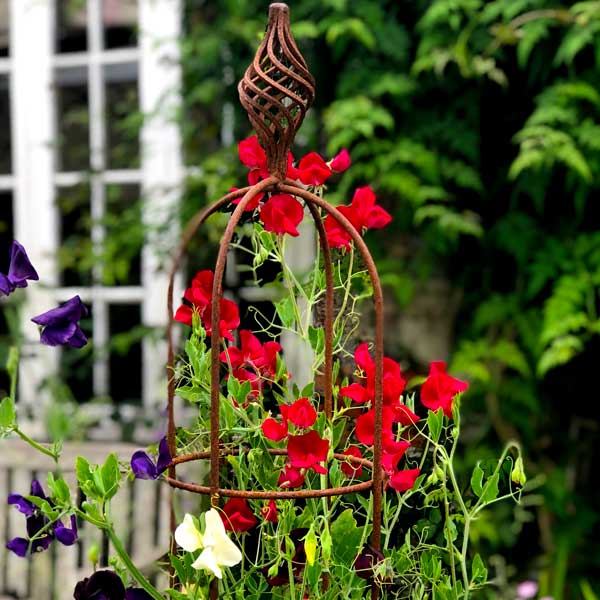 rustic obelisk with sweet pea