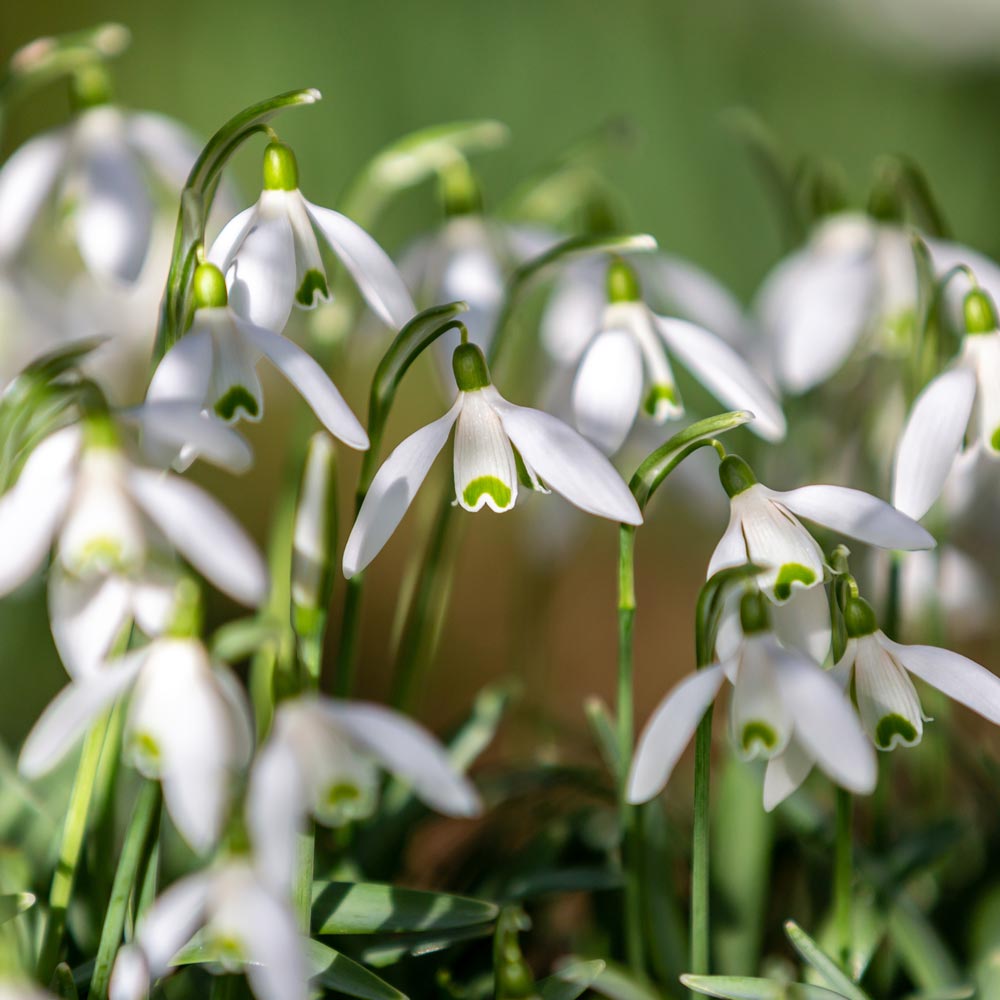 snowdrops bloomed in winter 