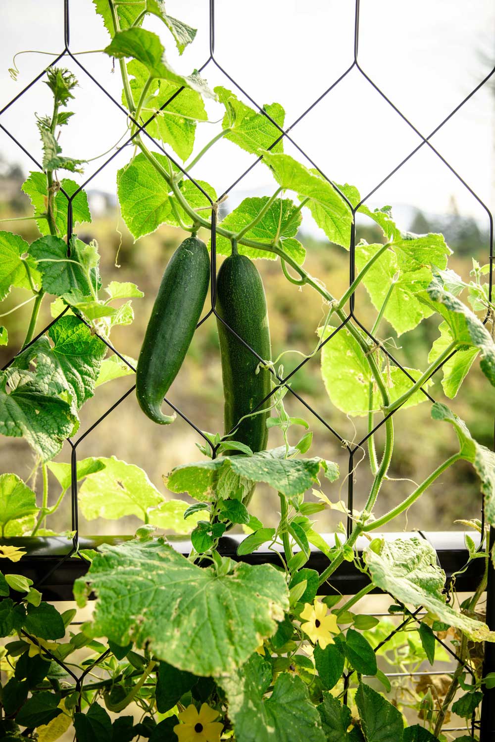 climbing support for plants and veg