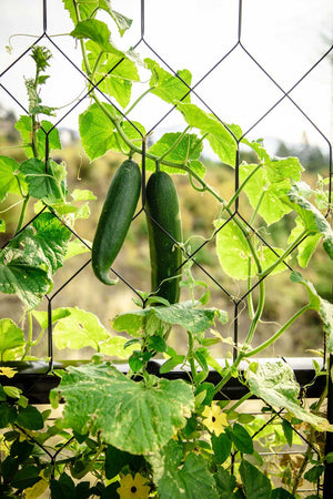 climbing support for plants and veg