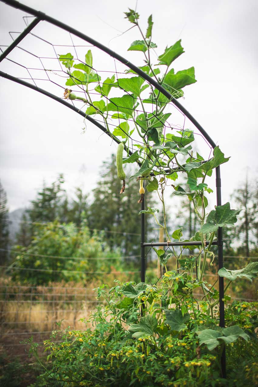 climbing vegetables growing over a garden arch
