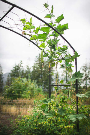 climbing vegetables growing over a garden arch
