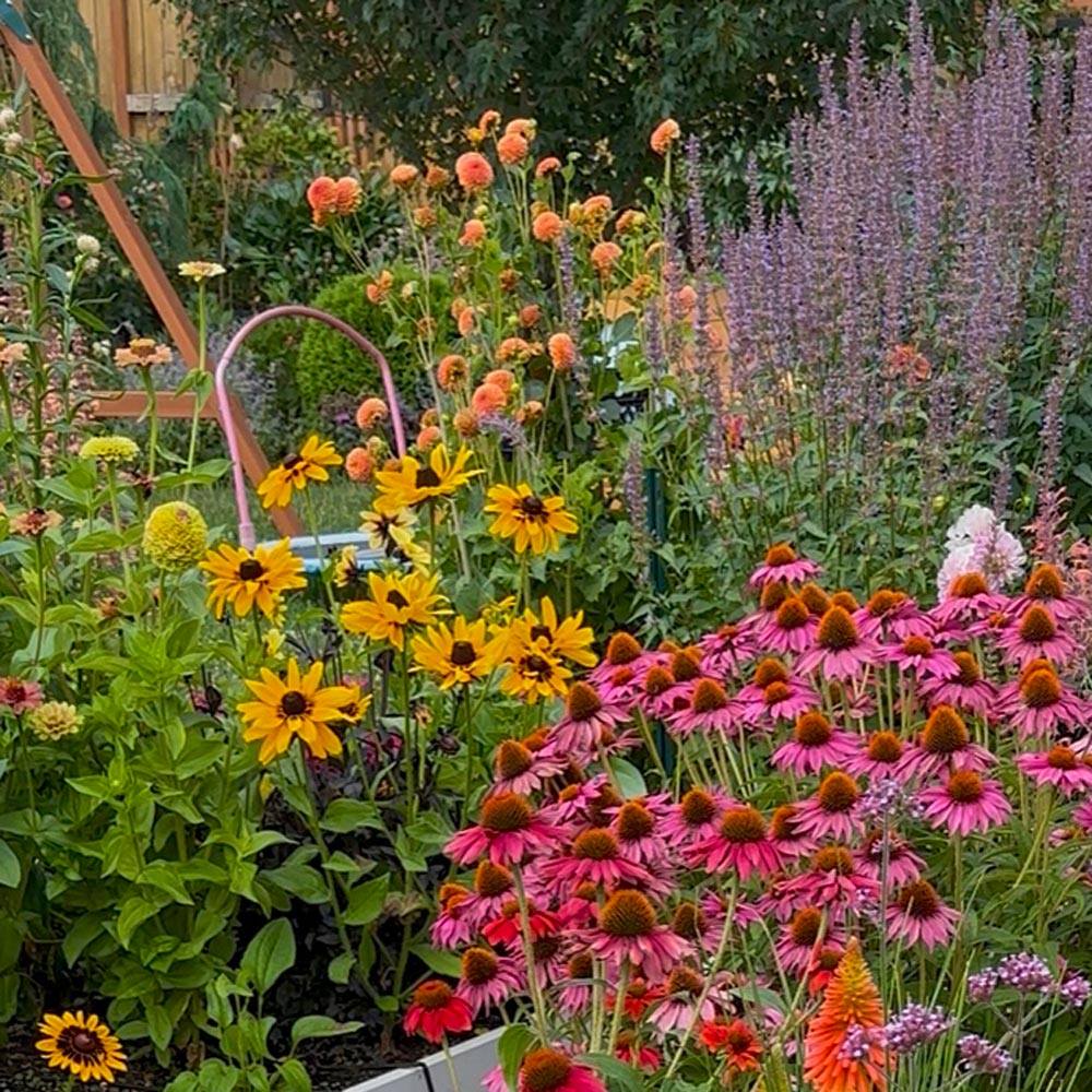 colourful flowers in pinks and yellows