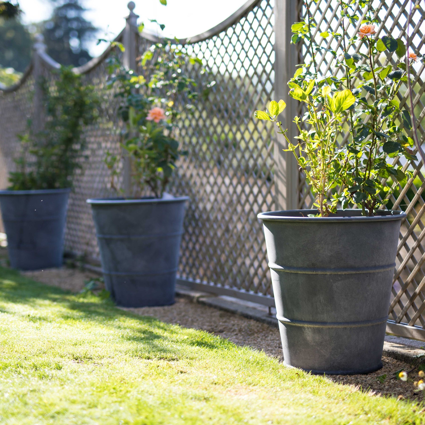 three classic hooped zinc planters in a row with roses blooming out slowly 