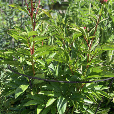 Fluted Peony Support