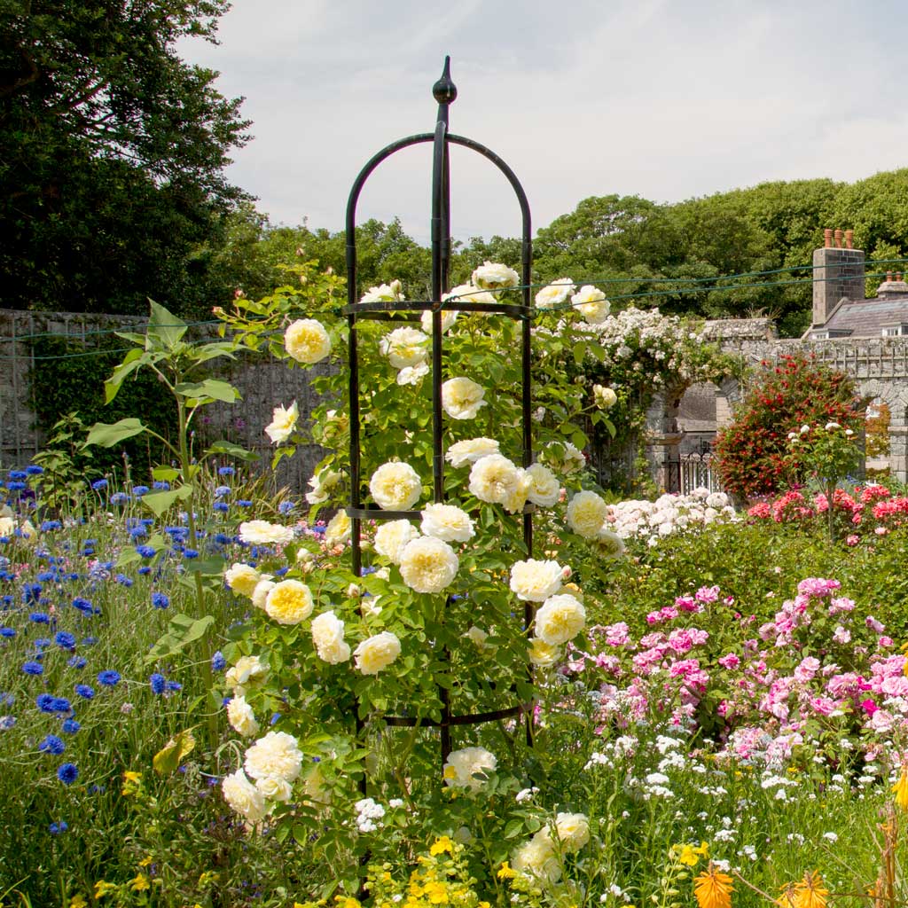 Rose Obelisk | Garden Obelisks | Agriframes USA