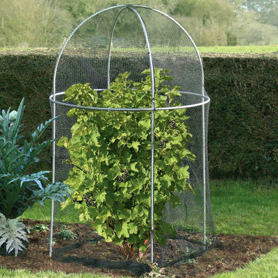 Elegance Domed Fruit Cage