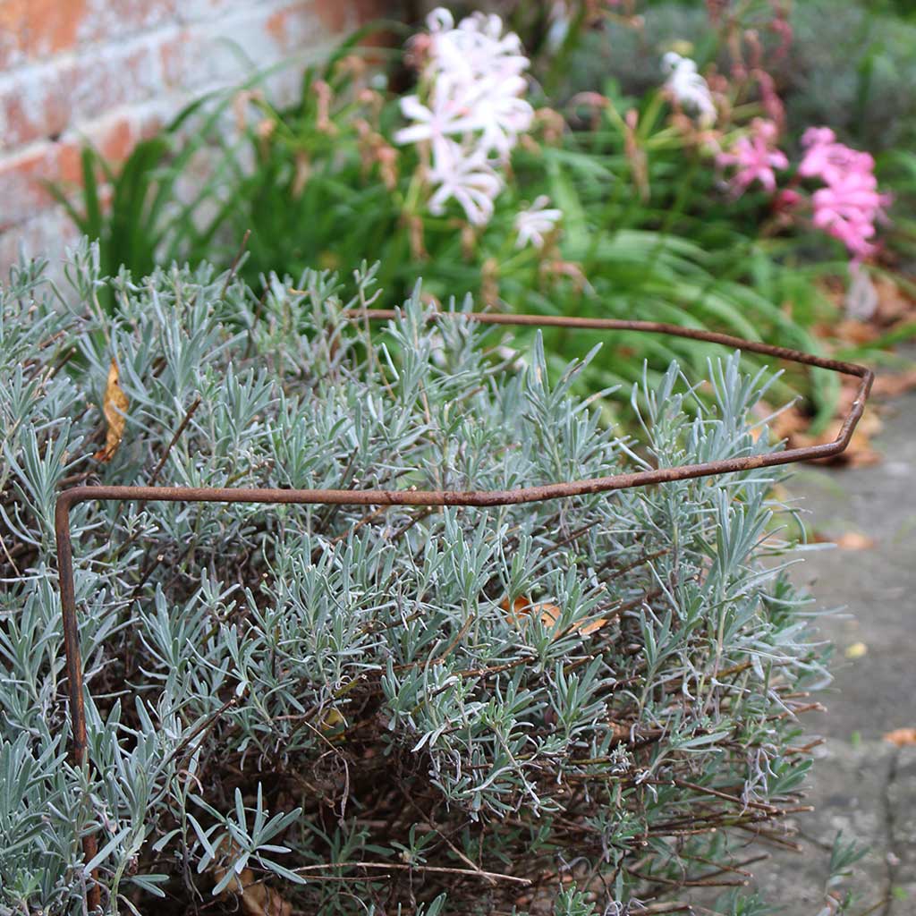 rustic plant support around lavender