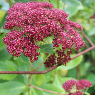 rustic plant support around flowers