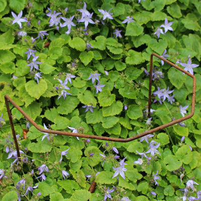 elegant metal plant support around purple flowers