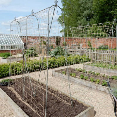 Elegance Runner Bean Frame