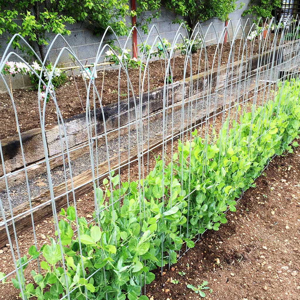 Elegance Pea Frame