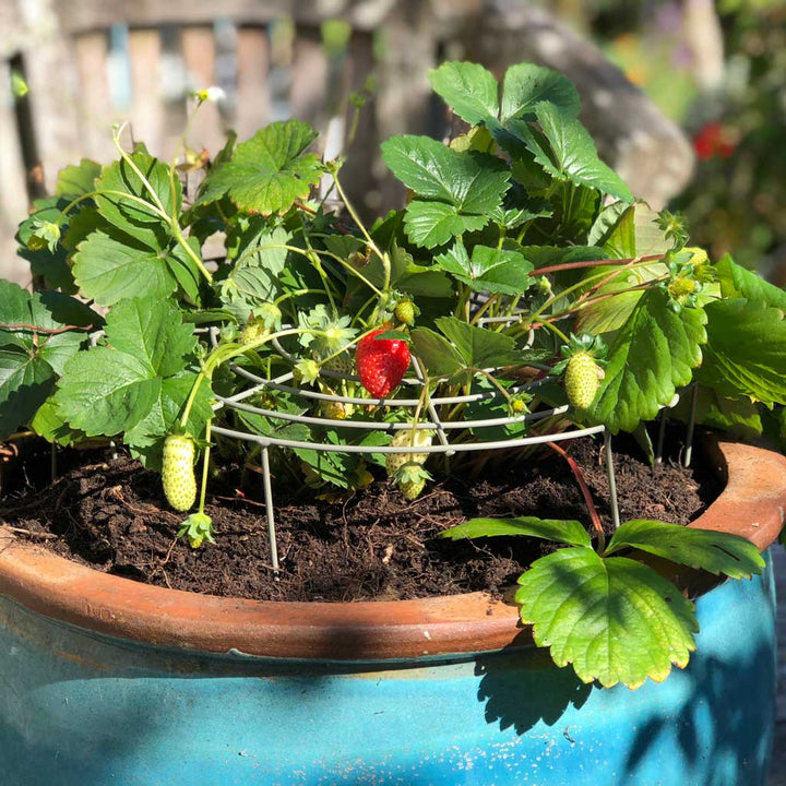 where to hang strawberry plants Strawberry Plant Support | Grow Through Frame