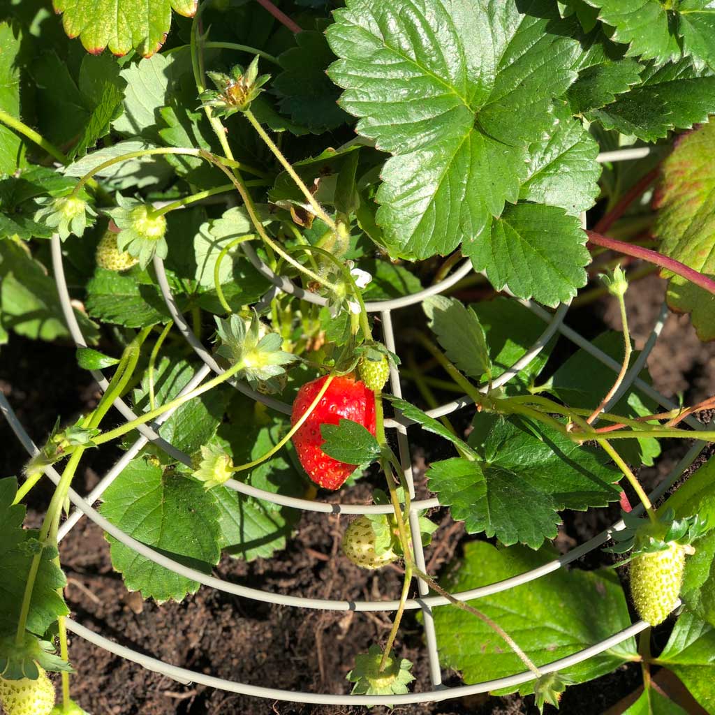 do strawberry plants need trellis Strawberry Plant Support | Grow Through Frame