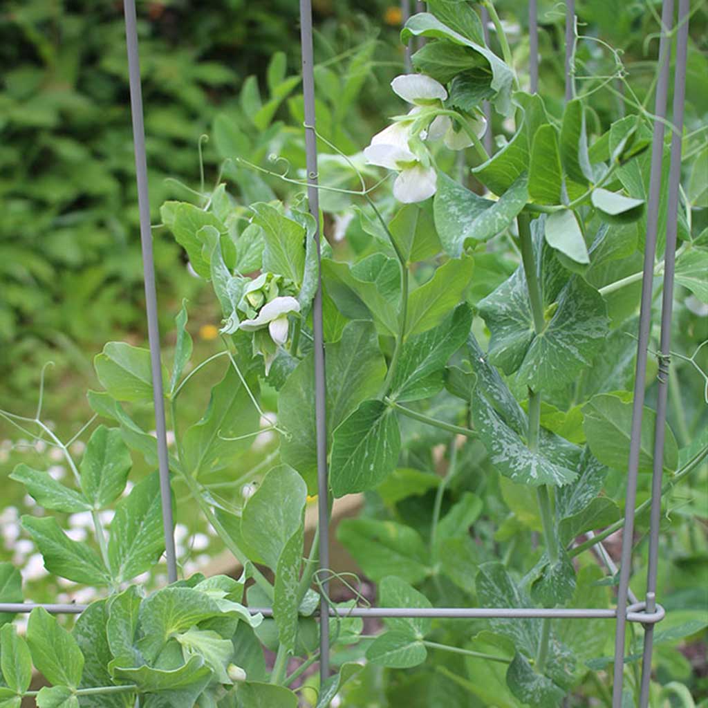 Pea Frame Pea Frame | Plant Frames | Agriframes USA
